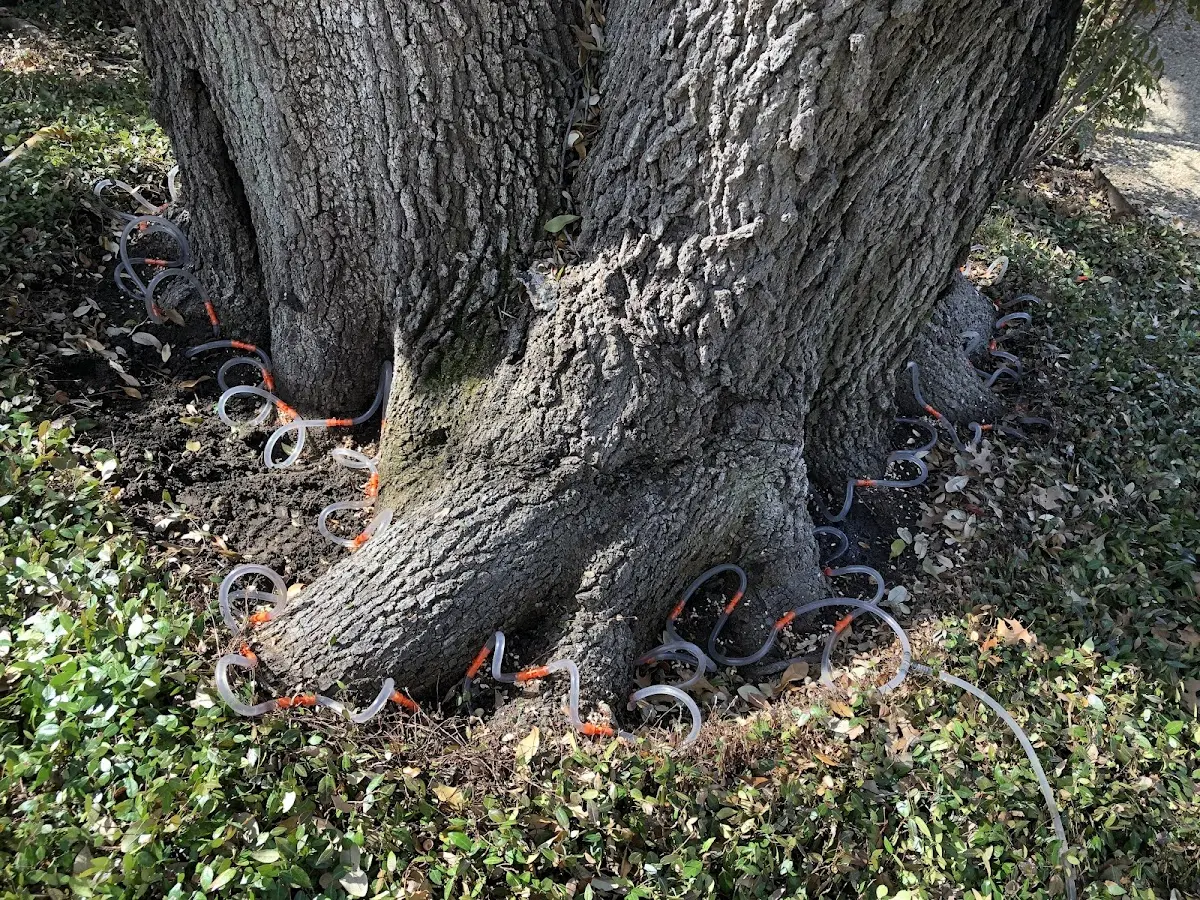 Detailed Tree Cabling and Bracing job site in Pine Hall