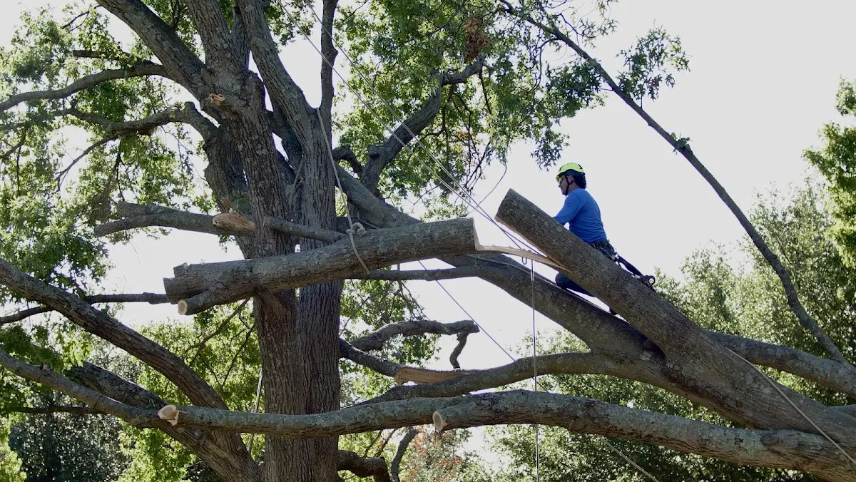 Professional Hazardous Tree Removal performed by certified arborists in Pine Hall